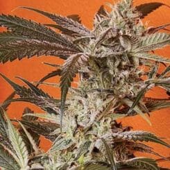 Vanilla Fizz f2 Night Owl Genetics