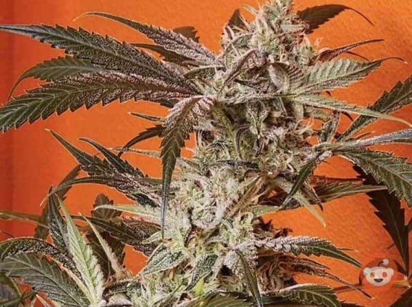 Vanilla Fizz f2 Night Owl Genetics