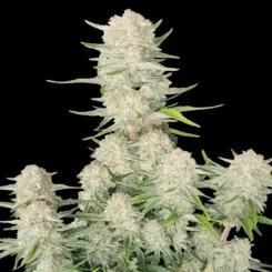 Apricot Auto
