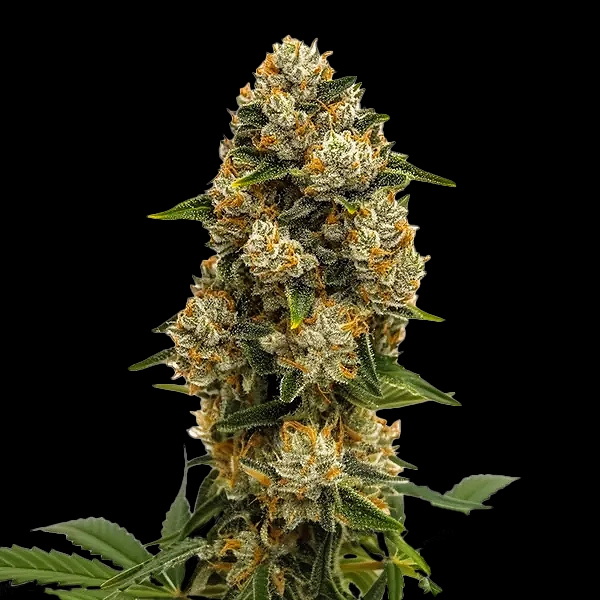 Durban Poison Auto Cannabis Seeds by Bulk White Label