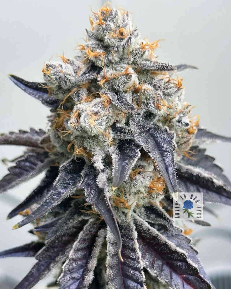 Mercury Blues (F) Buy Cannabis Seeds Online North Atlantic Seed Co.