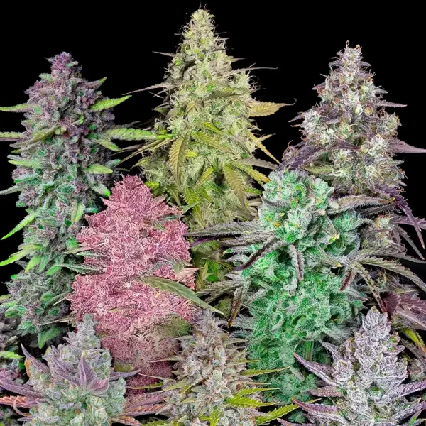 Mix Pack Auto Cannabis Seeds by Fastbuds
