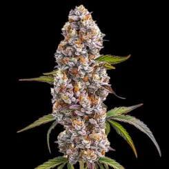 Reeze McFlurry Cannabis Seeds by Bulk White Label