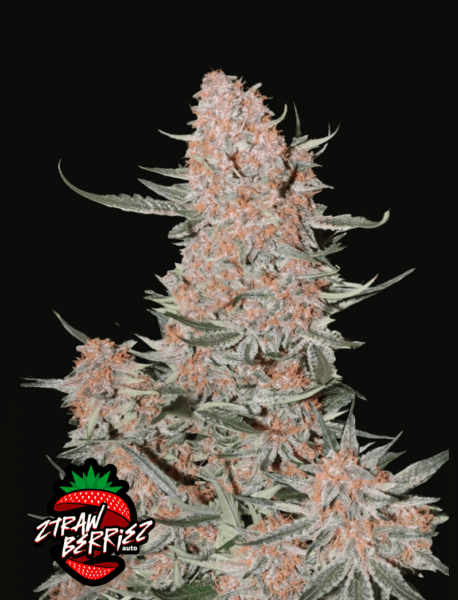 fastbuds ztrawberries auto