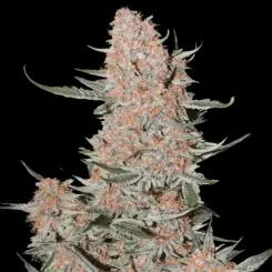 Ztrawberriez Auto Cannabis Seeds by Fastbuds