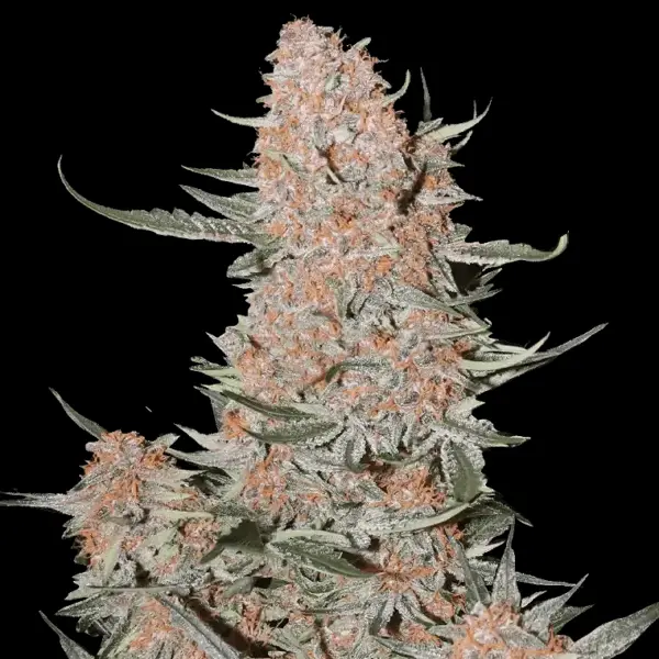 Ztrawberriez Auto Cannabis Seeds by Fastbuds