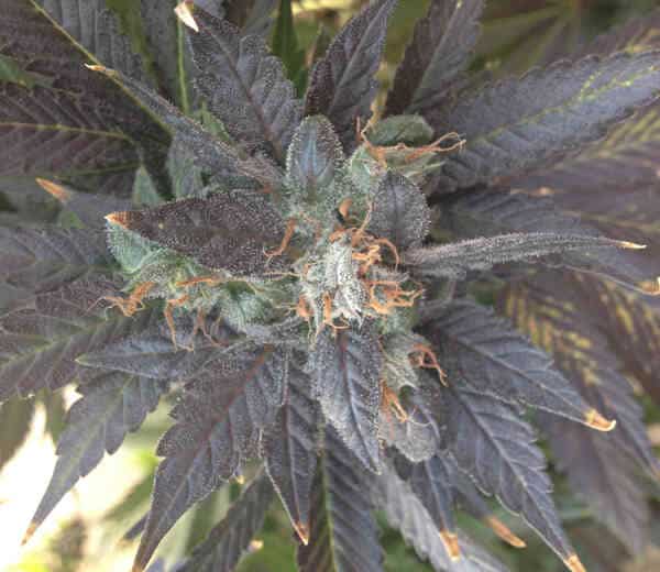 Rare Dankness Grape OX