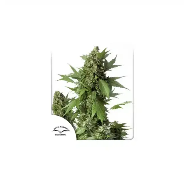 Dutch Passion Duck Auto
