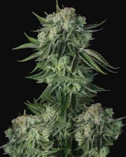 Fastbuds Original Moby Dick Auto