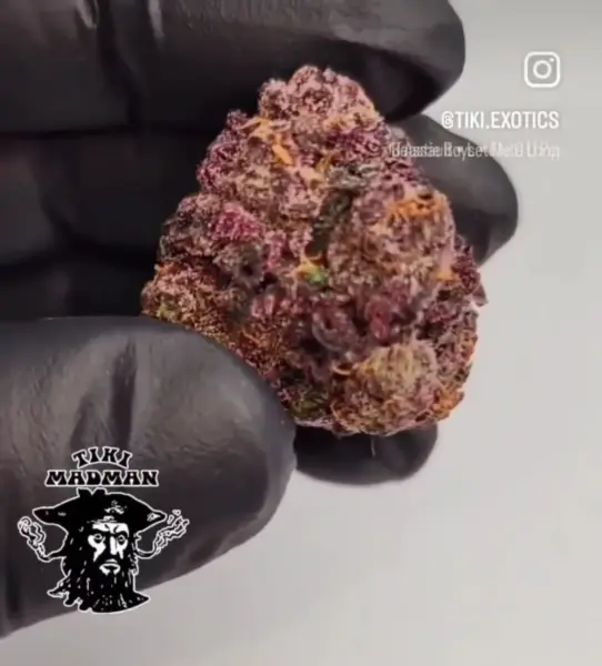 Tiki Madman > Sex on the Beach Cannabis Seeds