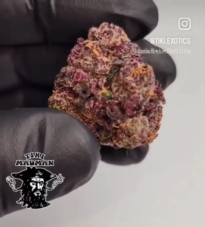 Tiki Madman > Sex on the Beach Cannabis Seeds