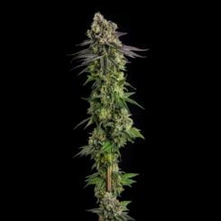 Compound Genetics A.B. Parfait