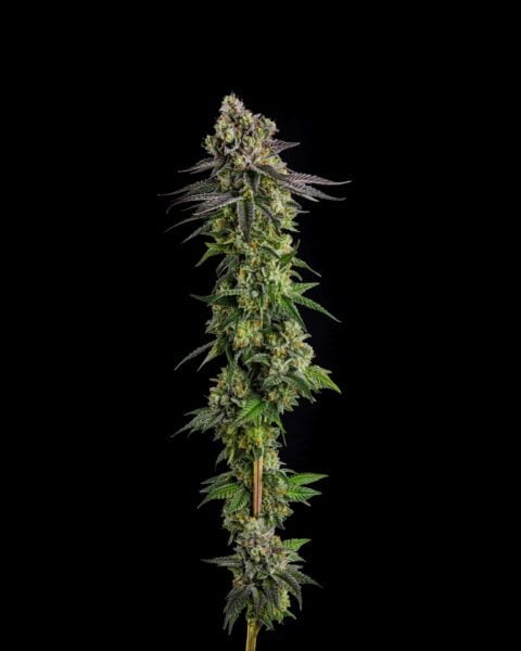Compound Genetics A.B. Parfait