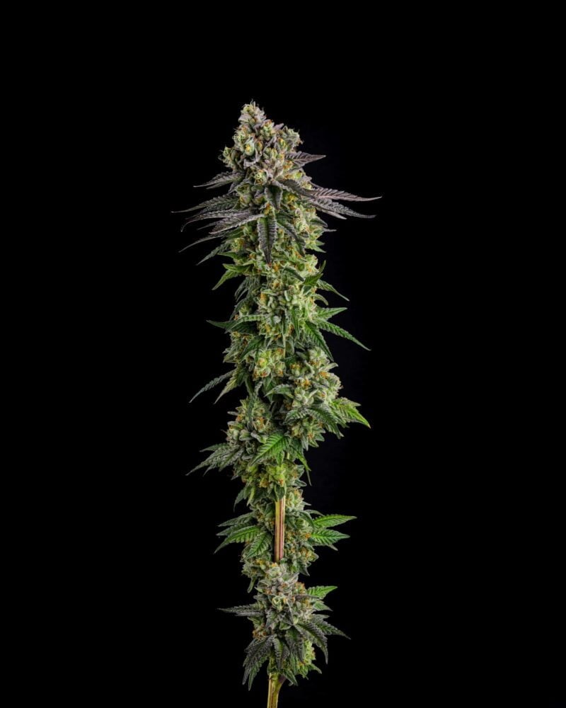 Compound Genetics A.B. Parfait