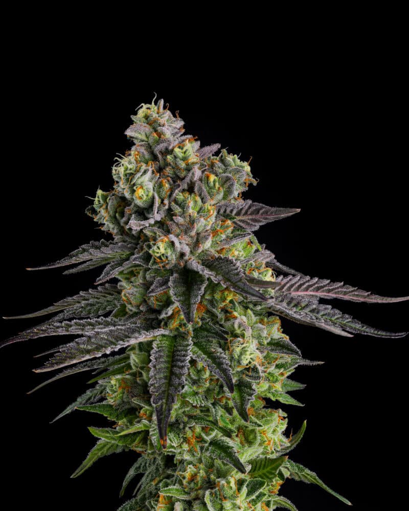 Compound Genetics A.B. Parfait