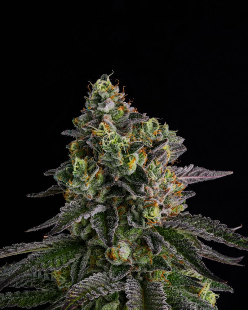 Compound Genetics A.B. Parfait