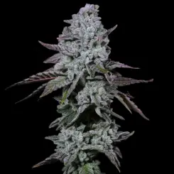 Banana Daddy IBL Auto Cannabis Seeds by Ethos
