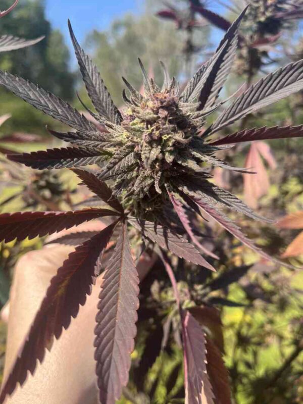 A close-up of a hand holding a Black Phoenix (F) cannabis plant with purple-tinged leaves and a dense bud, set against a blurred outdoor background.