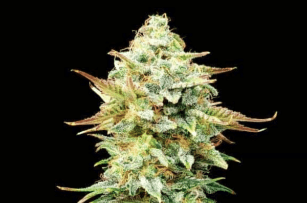 CBD Pineapple Auto