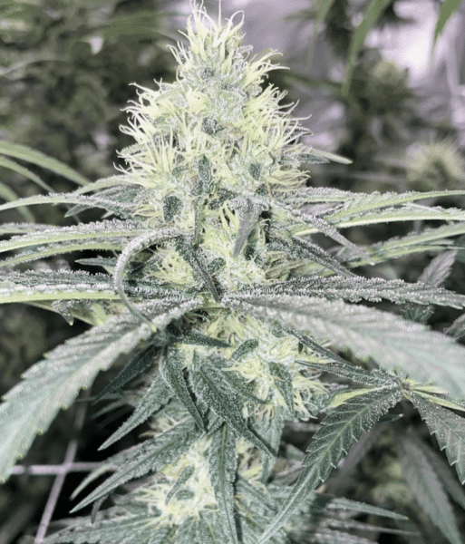 Irie Genetics Frequency Shift