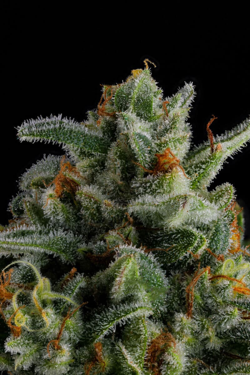 Compound Genetics Jet Puft