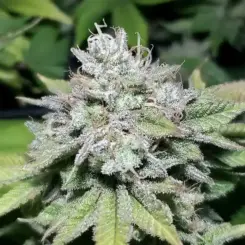 MZ Jill Genetics Jilly Glue