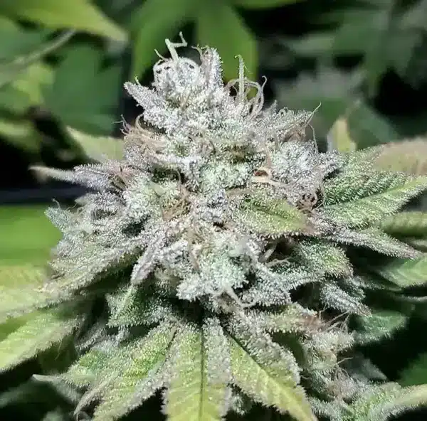 MZ Jill Genetics Jilly Glue