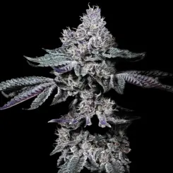 Nugget R1 Cannabis Seeds by Ethos Genetics