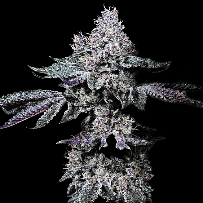 Nuggz-R1-cannabis-seeds-by-ethos-genetics1 Nugget R1 Cannabis Seeds by Ethos Genetics