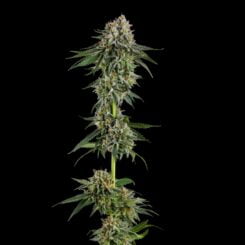 Compound Genetics OC Oranges