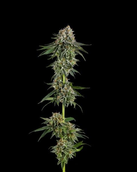 Compound Genetics OC Oranges