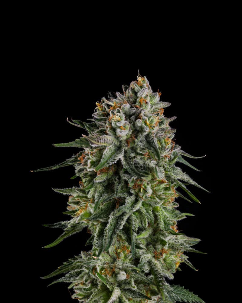 Compound Genetics OC Oranges