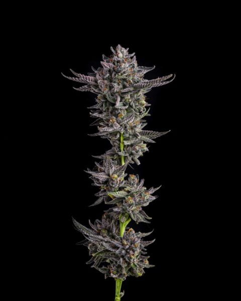 Compound Genetics Polar Pop