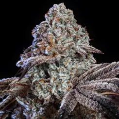 Psy-Op-R1 Cannabis Seeds by Ethos Genetics