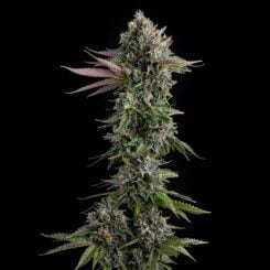Compound Genetics Puffinz