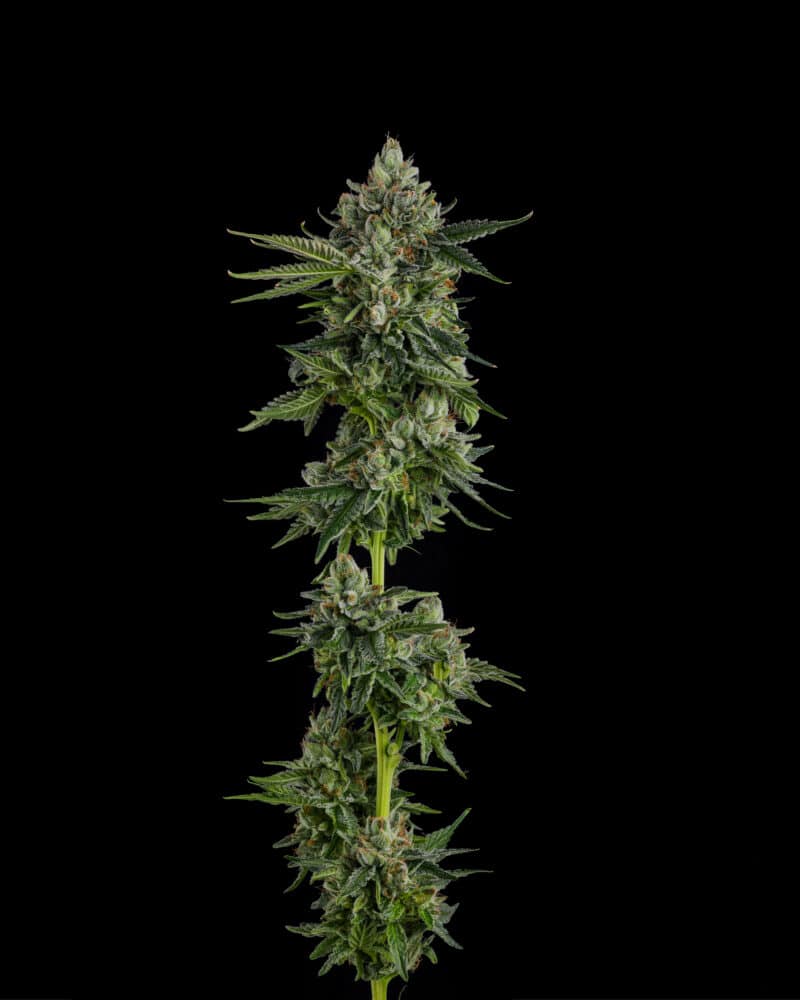 Compound Genetics Rose Gold Rackz