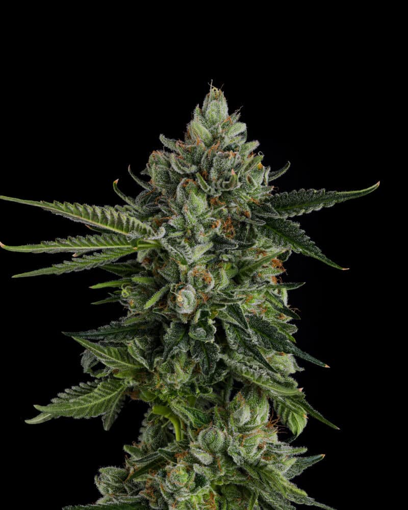 Compound Genetics Rose Gold Rackz