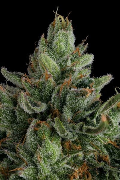 Compound Genetics Rose Gold Rackz