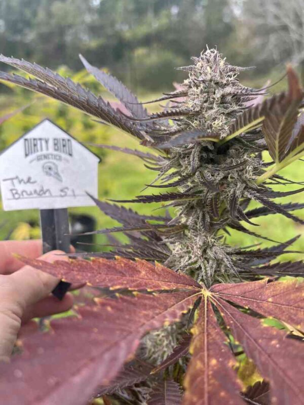 Close-up of a hand holding a "Dirty Bird Genetics" label next to a flowering cannabis plant with purple and green leaves outdoors, proudly showcasing The Brunch S1 (F).
