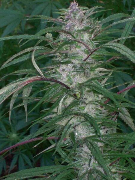 Green Mountain Seeds Zacatecas Tribute