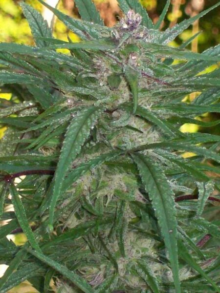 Green Mountain Seeds Zacatecas Tribute