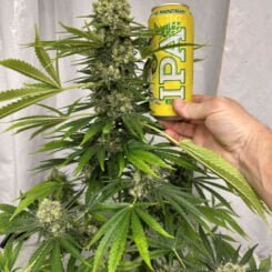 Irie Genetics Big Mountain Fudge Cake
