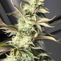 Irie Genetics Blueberry Butcher