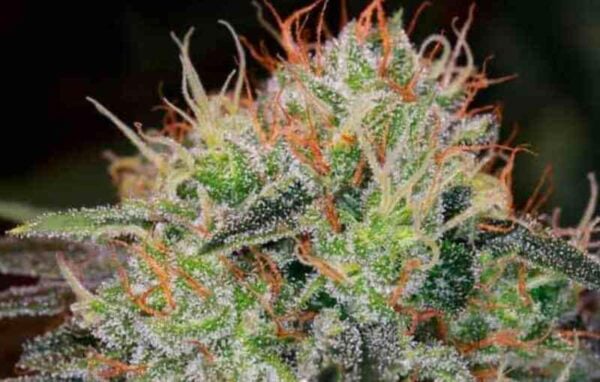Close-up of a Fat Bastard (F) (Wholesale BULK) cannabis plant with dense buds covered in white trichomes and vibrant orange pistils, perfect for wholesale bulk orders.