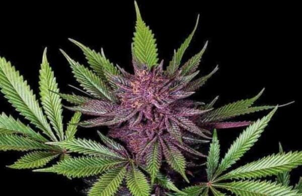 Close-up of a Sirius Black (F) (Wholesale BULK) cannabis plant with purple-colored buds and green leaves against a black background.
