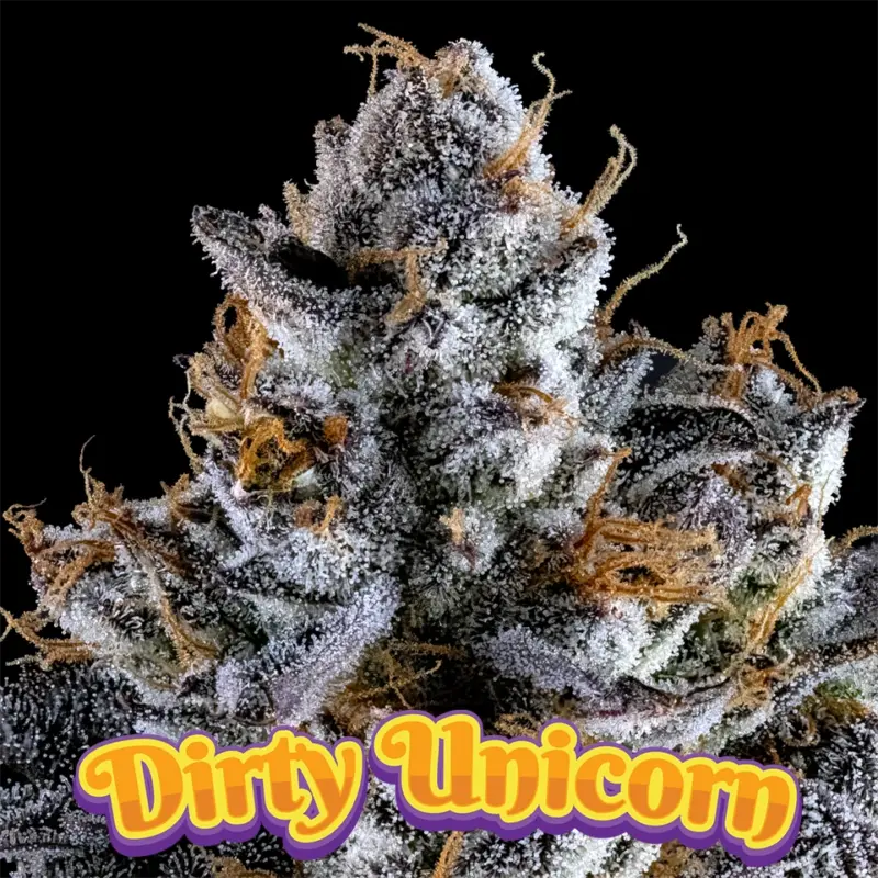 dirty unicorn cannabis seeds by dirty bird genetics