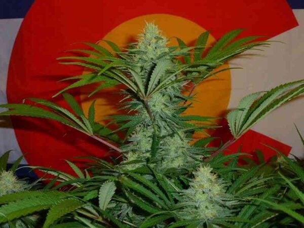 Irie Genetics golden goat