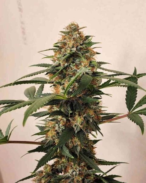 Irie Genetics Jack Tripper
