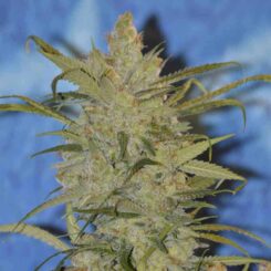 Irie Genetics Lemon Jeffery