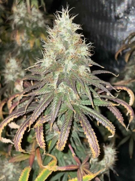 Irie Genetics Nuketown